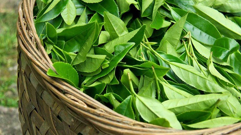 Trị nấm da đầu tại nhà bằng lá chè xanh