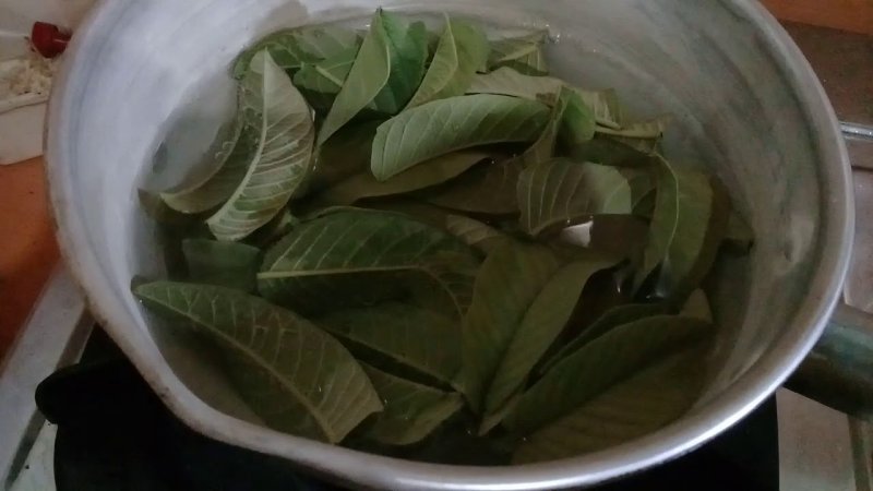 Cách trị nấm da đầu tại nhà với lá ổi